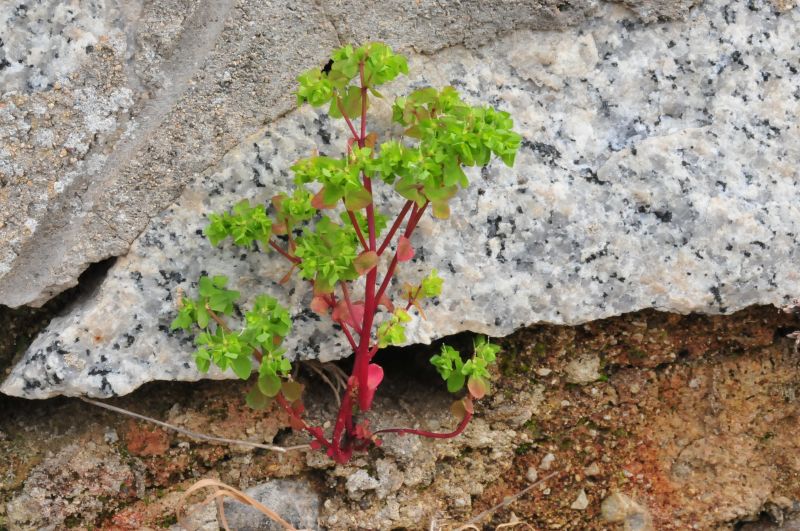 Euphorbia peplus